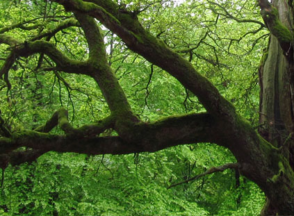 Naturretreat