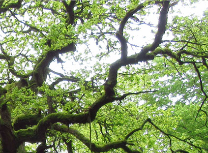 Naturauszeiten
